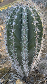 Close view of the chalky blue-green ribs and spination on a Cardon cactus
