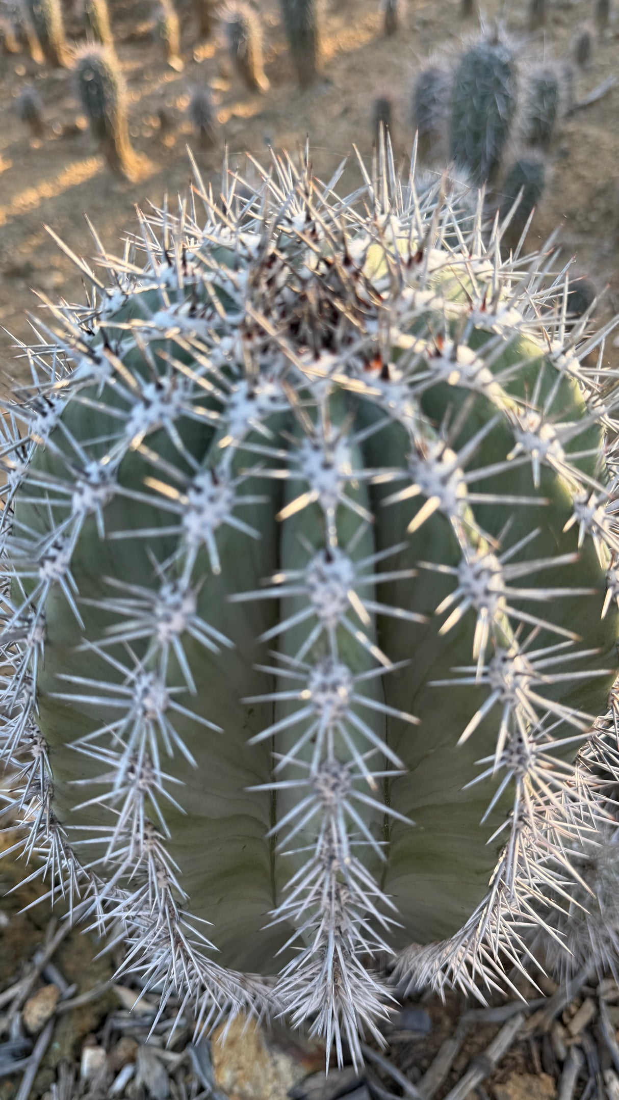 Mexican Giant Cardon Pachycereus pringlei seed grown specimen at Cactus Warehouse