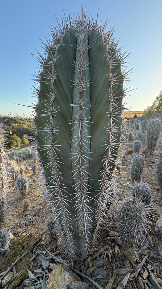 Fat club-shaped Pachycereus pringlei Cardon cactus with blue-green ribs and heavy silver spines
