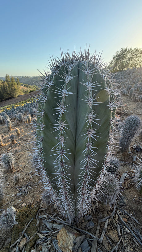 One of a kind stout Mexican Giant Cardon, Pachycereus pringlei specimen