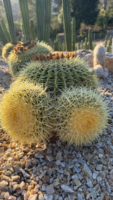 One of a kind Golden Barrel Cactus cluster with multiple golden offsets, Echinocactus grusonii