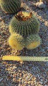 Golden Barrel Cactus Cluster - Echinocactus Grusonii (One of a Kind)