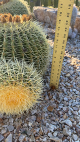 Golden Barrel Cactus Cluster - Echinocactus Grusonii (One of a Kind)