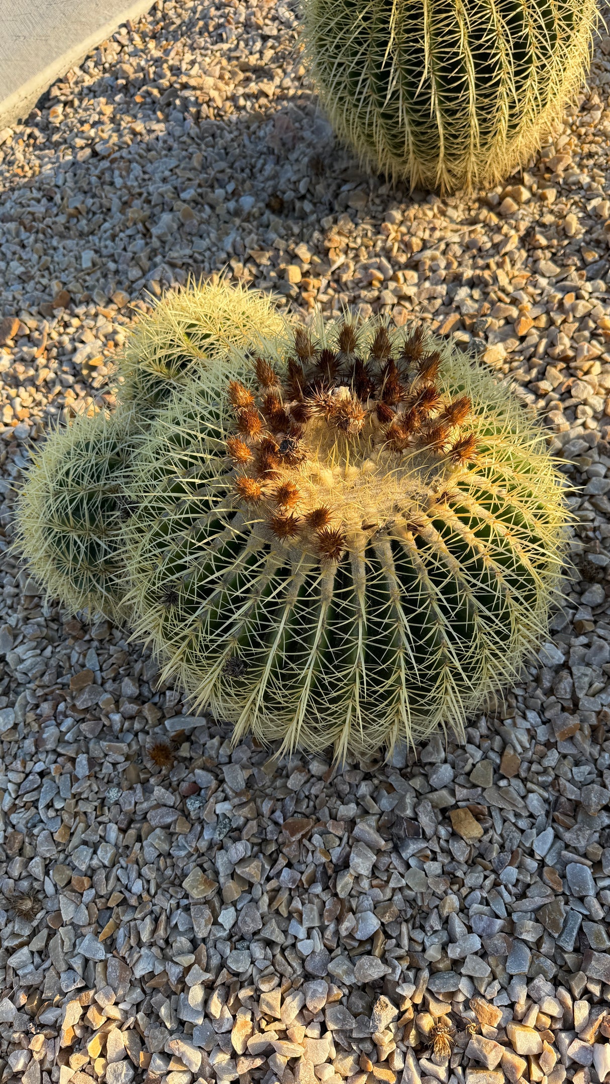 Golden Barrel Cactus Cluster - Echinocactus Grusonii (One of a Kind)