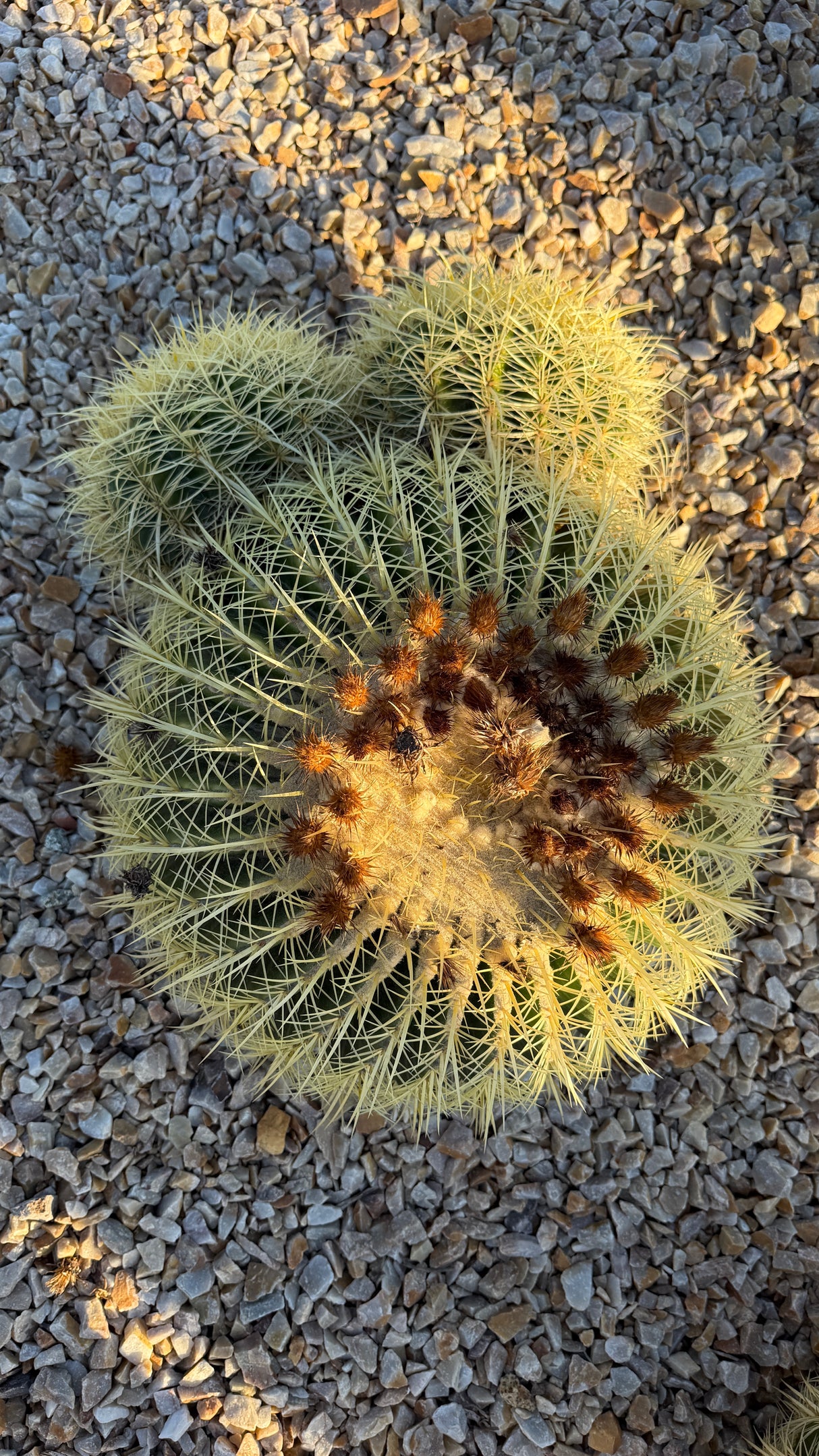 Golden Barrel Cactus Cluster - Echinocactus Grusonii (One of a Kind)