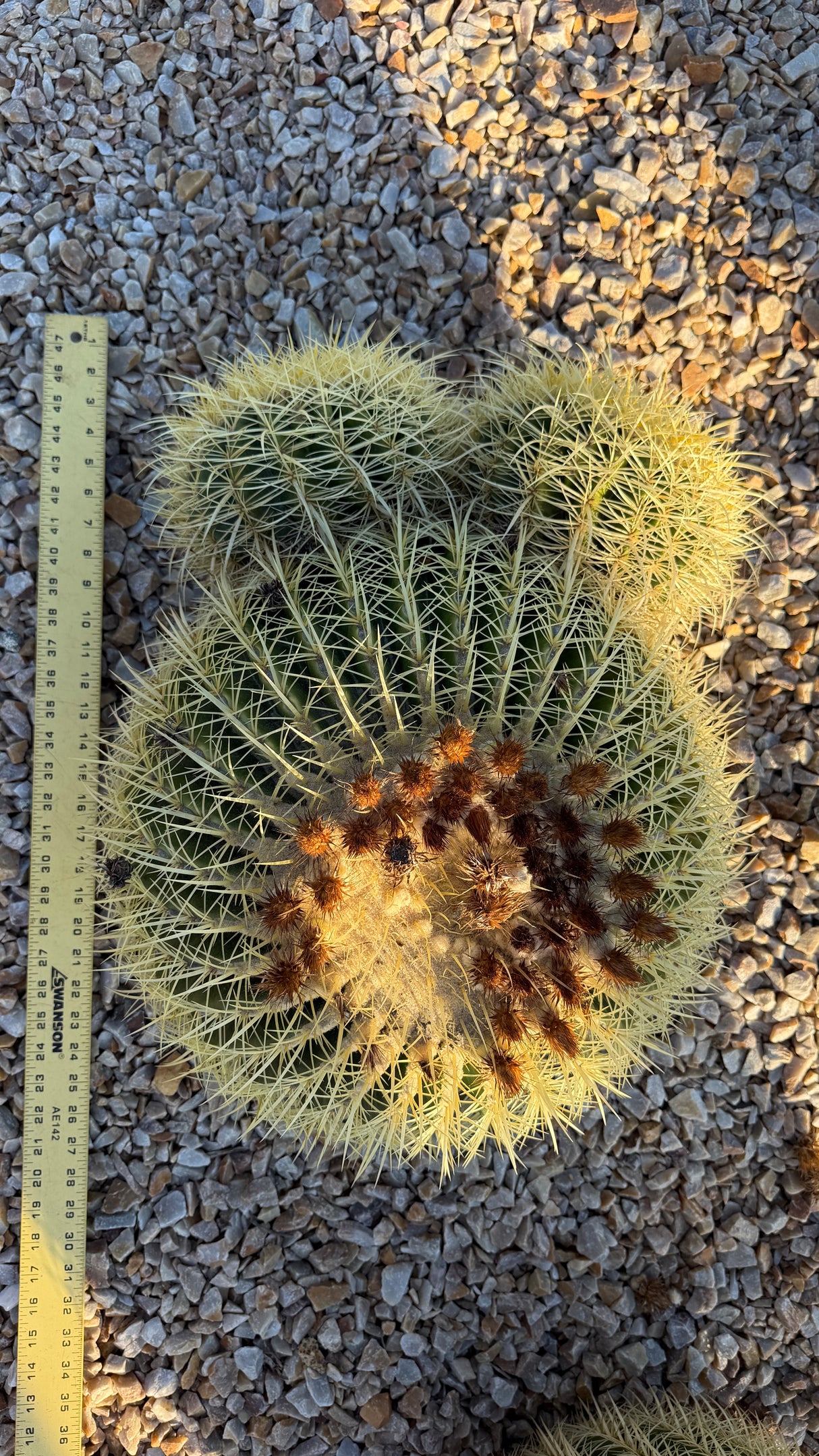 Golden Barrel Cactus Cluster - Echinocactus Grusonii (One of a Kind)