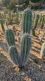 Multi-headed Pachycereus pringlei Cardon cactus with a tall main column and branching arms