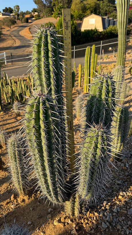 Mexican Giant Cardon specimen shown beside a yardstick for scale