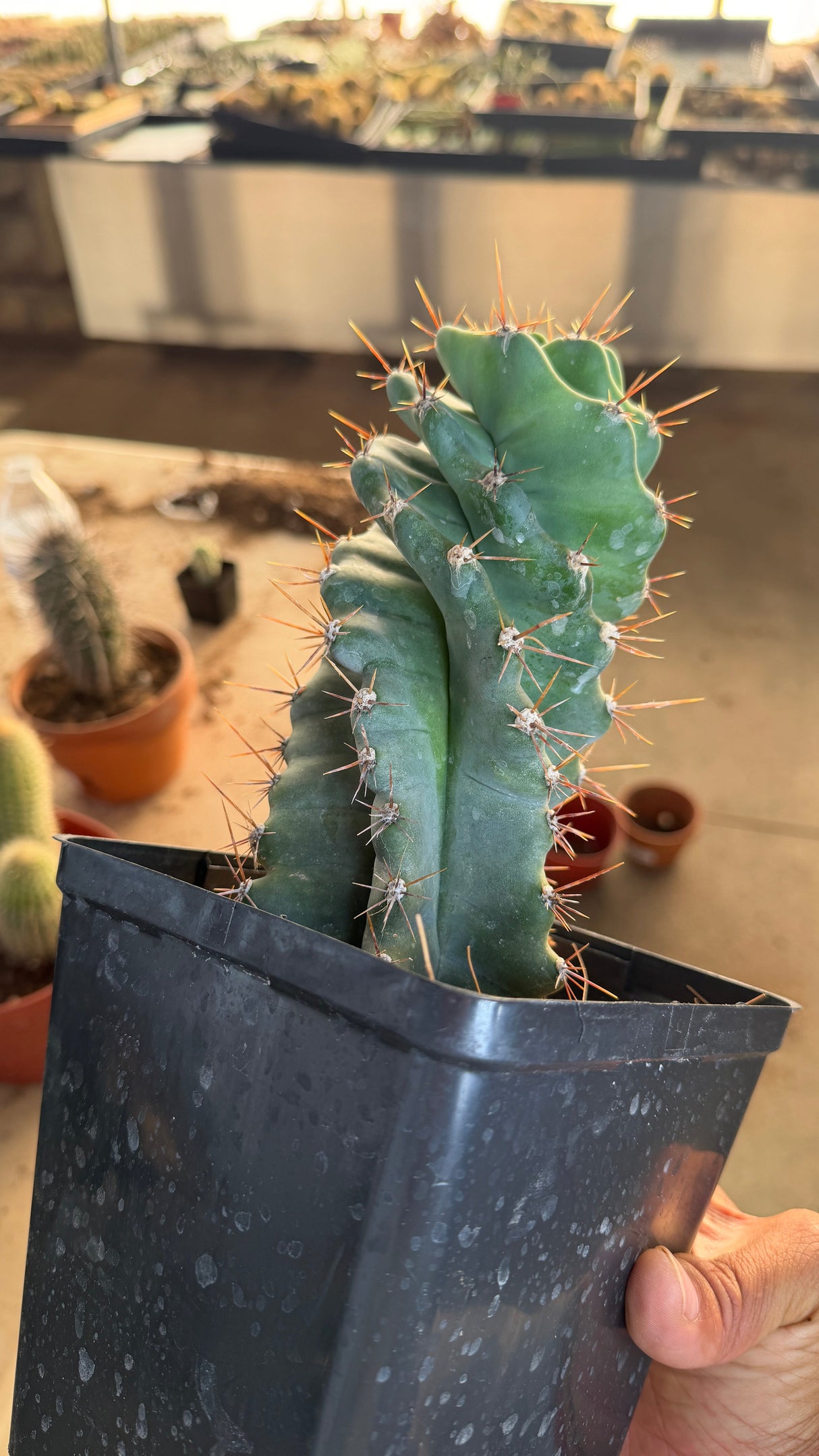 Spiral Cactus Cereus peruvianus spiralis with a bold open corkscrew twist and rust-orange spines