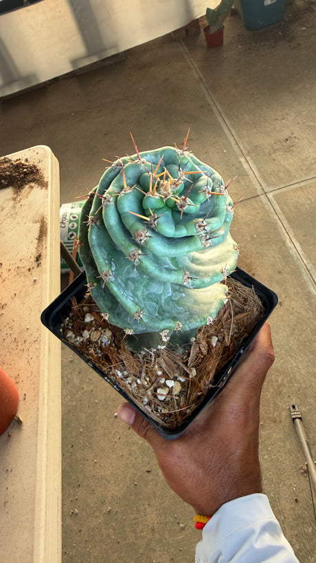 Spiral Cactus - Cereus Peruvianus Spiralis (One of a Kind #2)