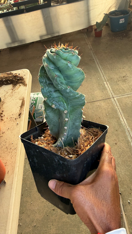 Spiral Cactus - Cereus Peruvianus Spiralis (One of a Kind #1)