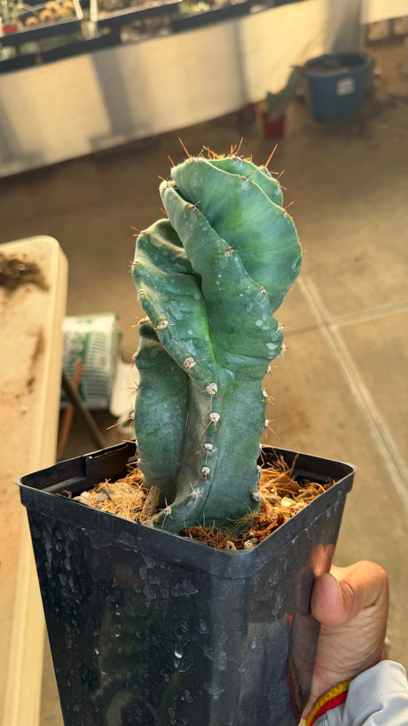 Spiral Cactus Cereus peruvianus spiralis with a tight corkscrew twist and orange spines