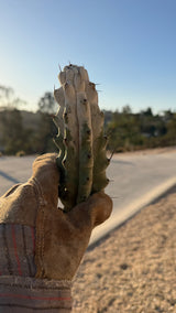 Stenocereus beneckei Chalk Cactus cutting coated in white farina with dark brown spines