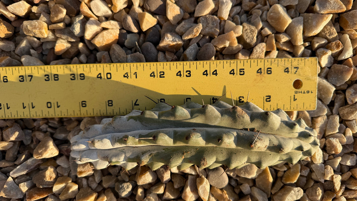 Stenocereus beneckei cutting measured at about 9.5 inches long beside a ruler