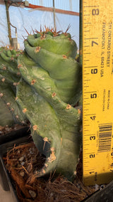 Spiral Cactus - Cereus Peruvianus Spiralis (One of a Kind #1)