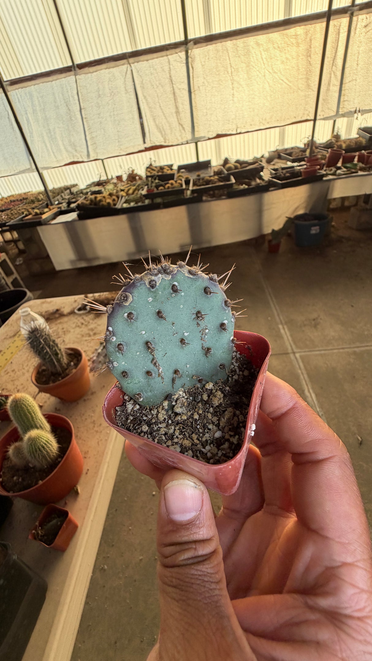 Santa Rita Prickly Pear - Opuntia Santa-Rita