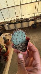 Santa Rita Prickly Pear - Opuntia Santa-Rita