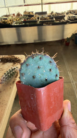 Santa Rita Prickly Pear - Opuntia Santa-Rita