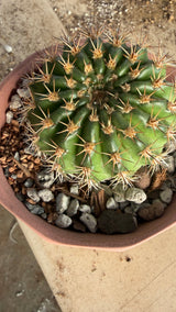 Top view of a ribbed green Lobivia cactus with tan spines in a terracotta planter
