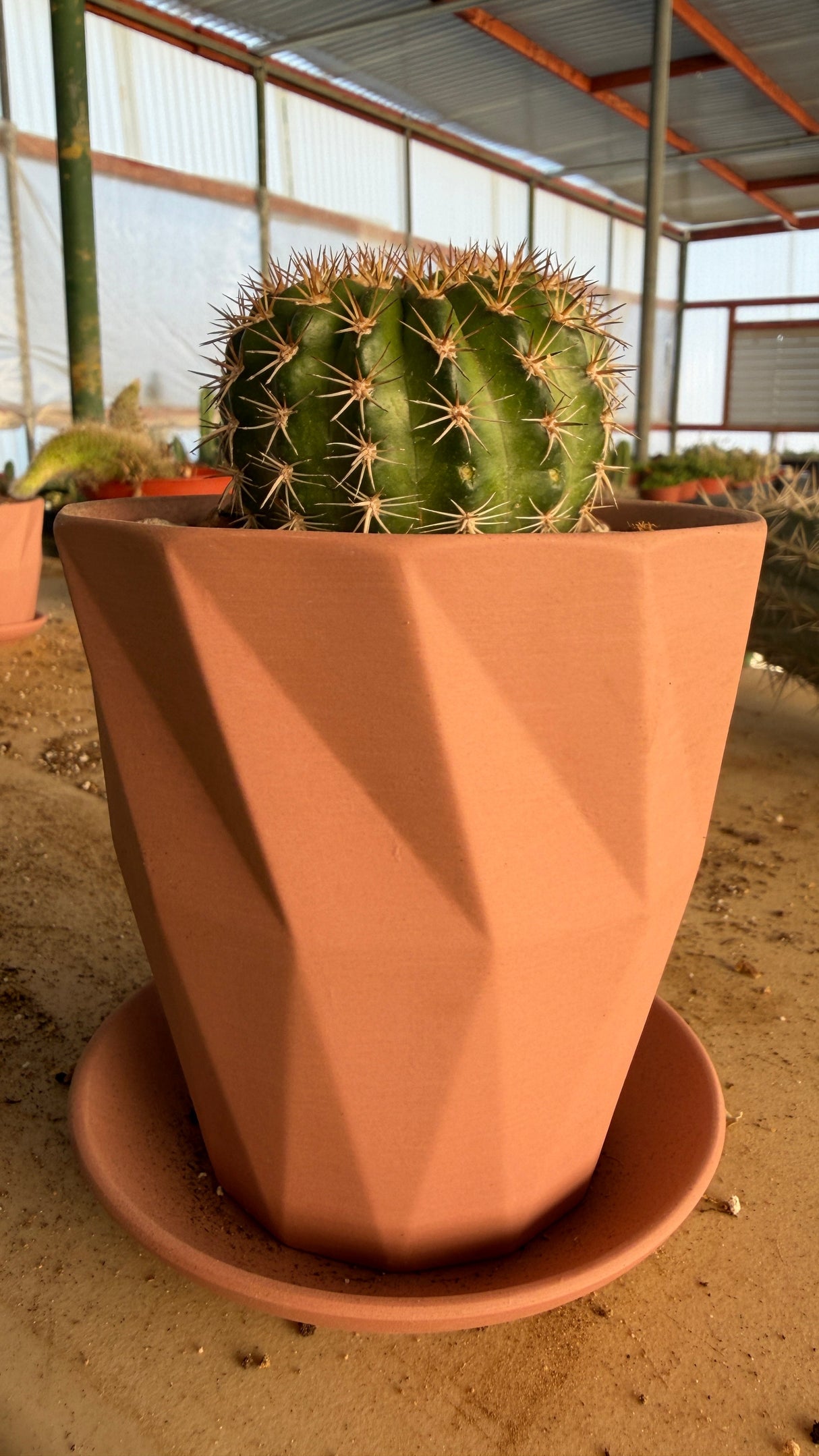 Lobivia Easter Lily Cactus potted in a faceted geometric terracotta planter with matching saucer
