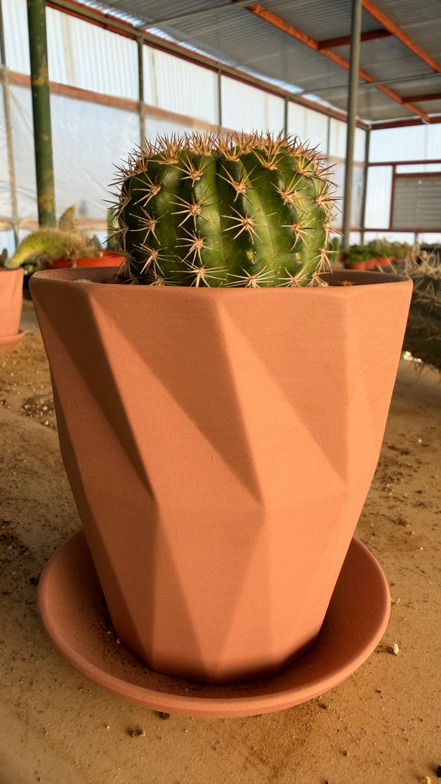 Lobivia Easter Lily Cactus potted in a faceted geometric terracotta planter with matching saucer