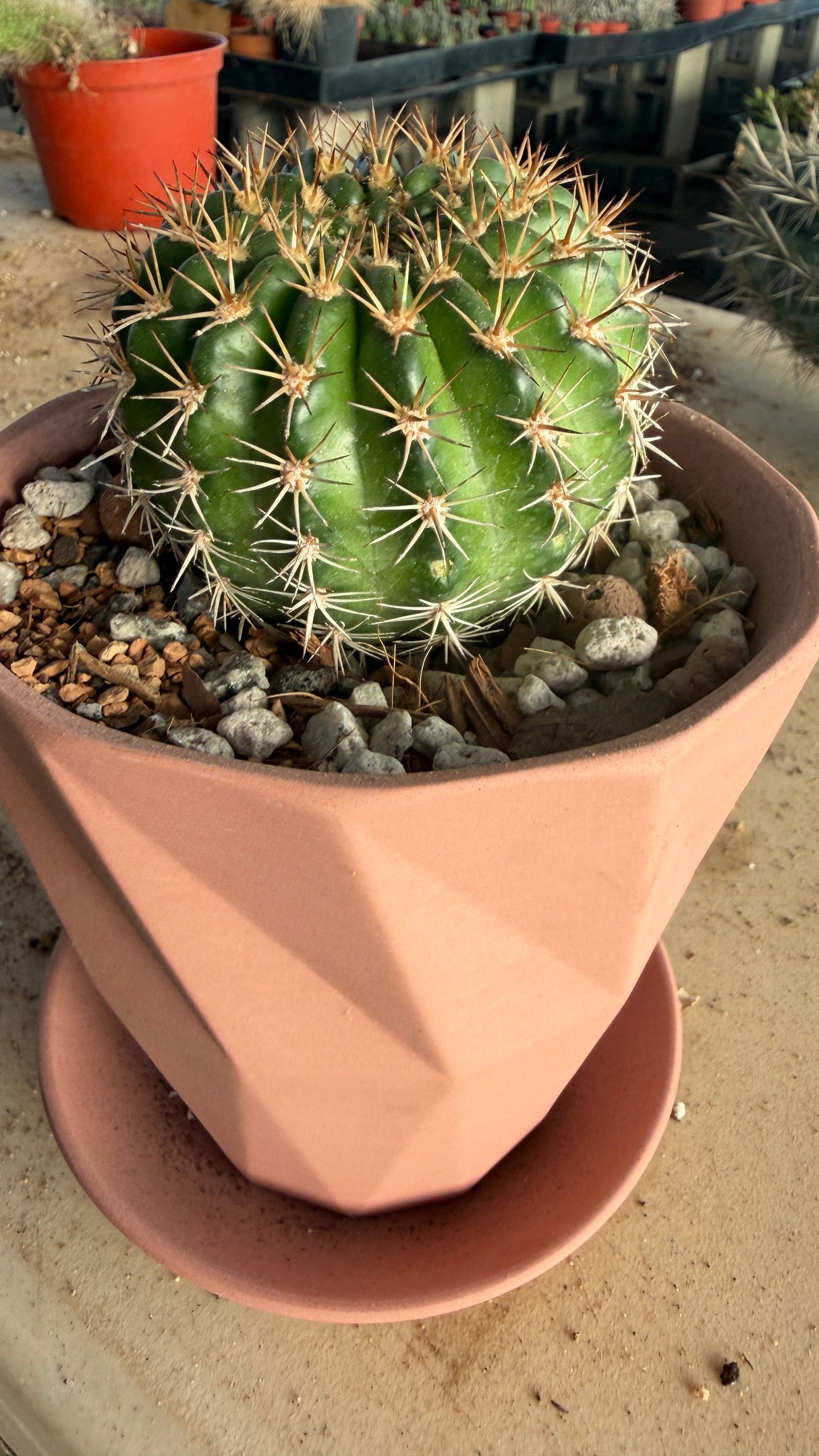 Easter Lily Cactus in geometric terracotta pot with gravel top dressing and saucer