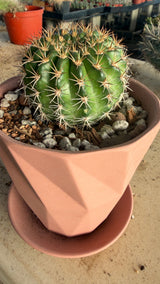 Easter Lily Cactus in geometric terracotta pot with gravel top dressing and saucer