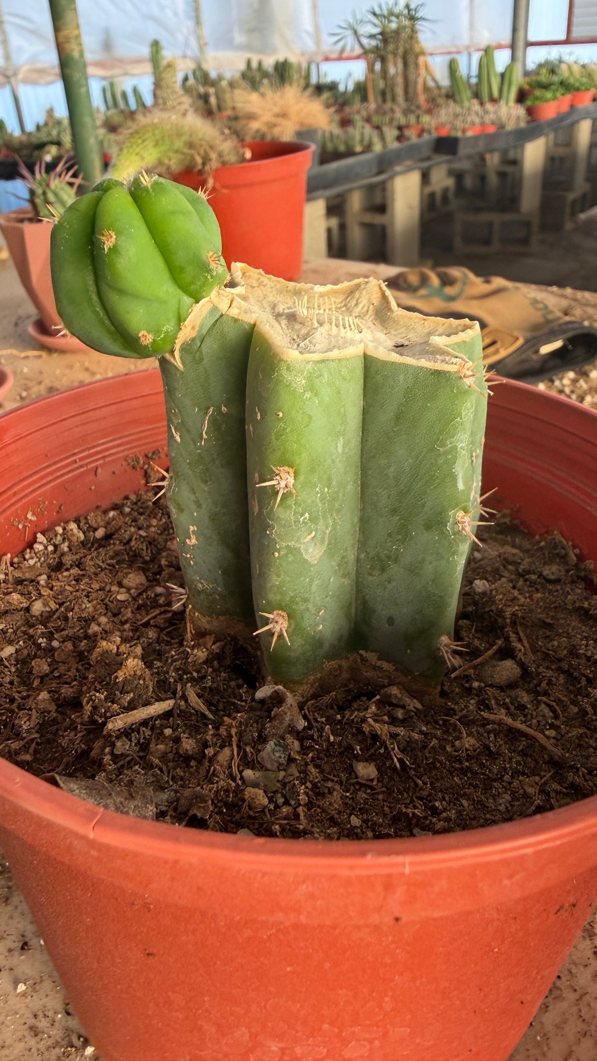 Rooted San Pedro cactus mother stump with a healed cut top and an attached pup
