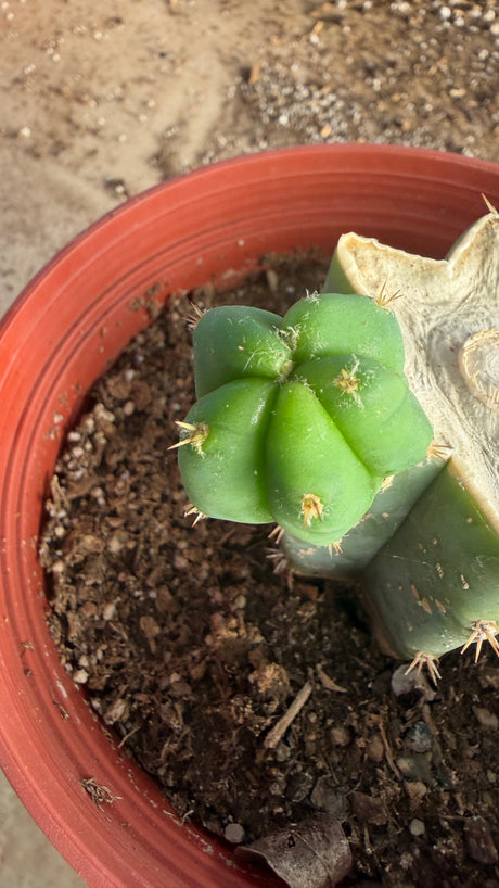 Top view of a San Pedro stump showing the new pup growing from the side