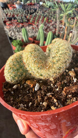 Brain Cactus crest held in hand showing the folded brain-like lobes