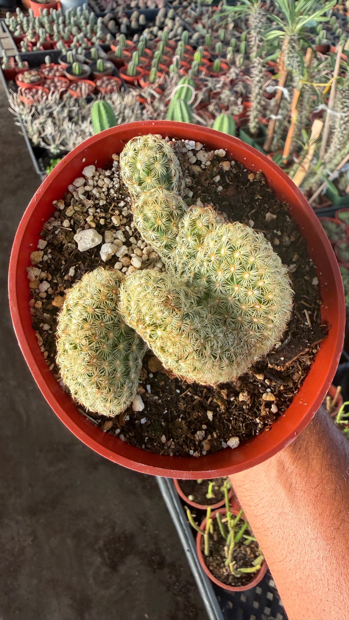 Top view of a crested Mammillaria elongata cristata in its 4 inch nursery pot