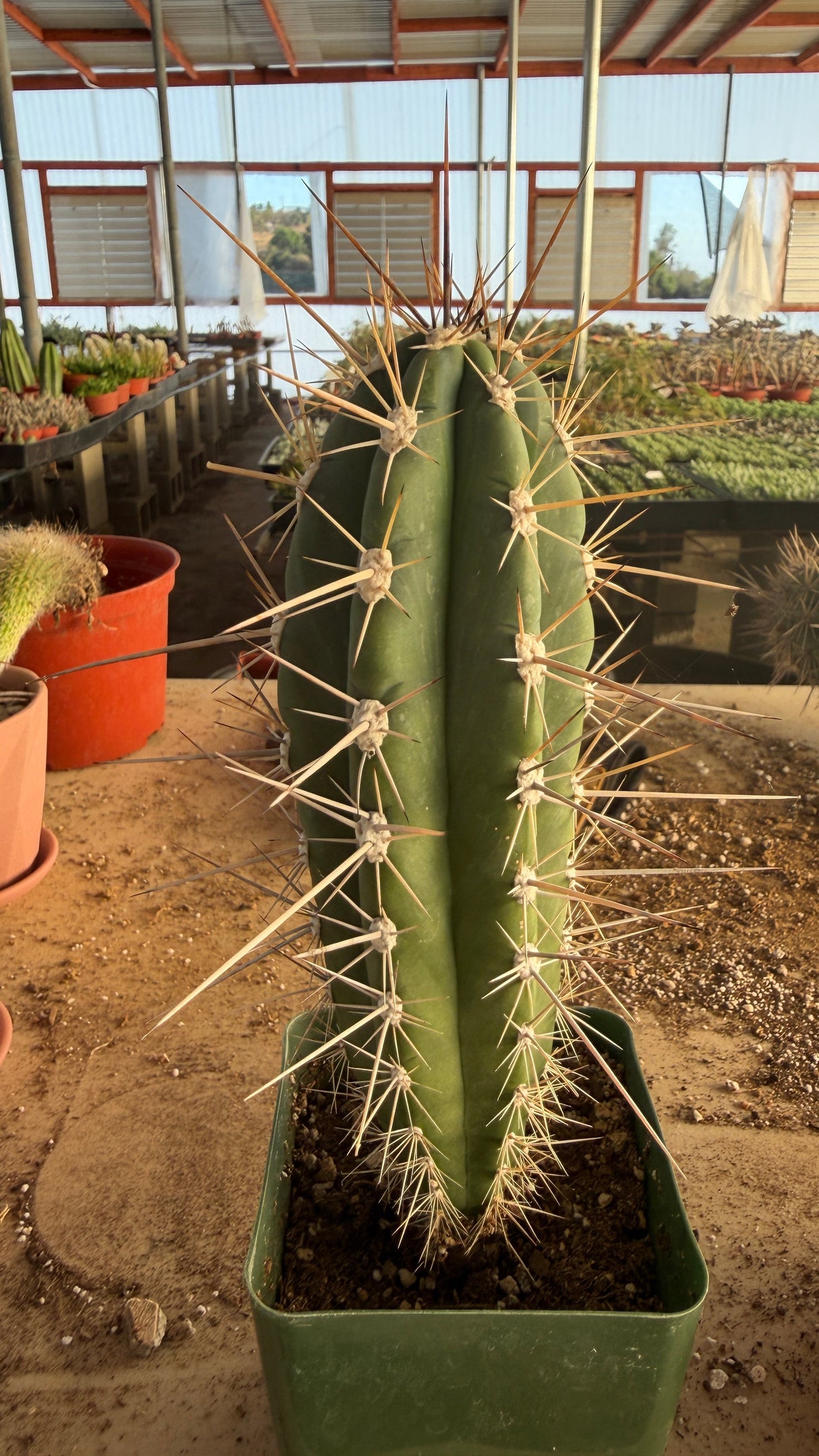 Stetsonia coryne Toothpick Cactus with blue-green ribs and long pale spines