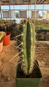 Stetsonia coryne Toothpick Cactus with blue-green ribs and long pale spines