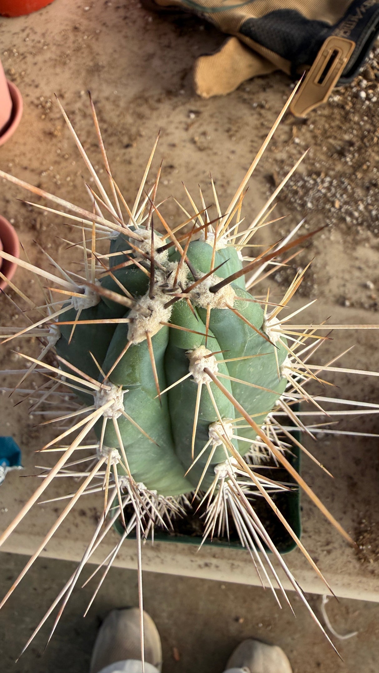 Top view of a Stetsonia coryne Toothpick Cactus and its spination