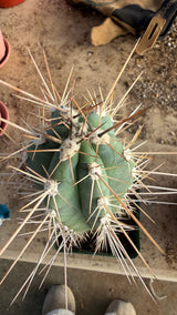 Top view of a Stetsonia coryne Toothpick Cactus and its spination