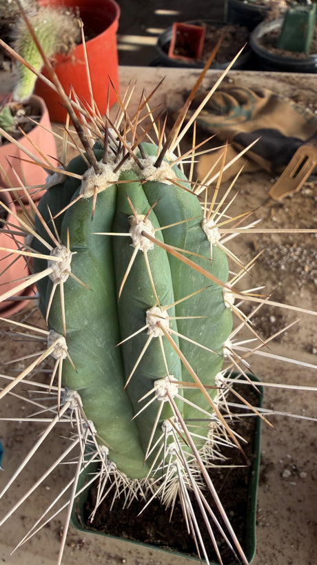 Toothpick Cactus showing the long needle-straight spines that give it its name