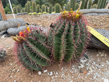 Double-Headed Ferocactus - Mexican Lime Cluster