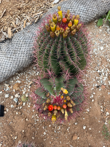 Double-Headed Ferocactus - Mexican Lime Cluster