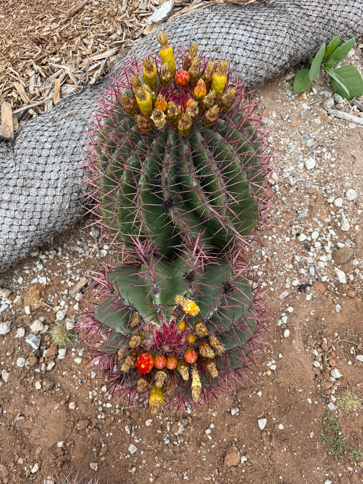 Double-Headed Ferocactus - Mexican Lime Cluster