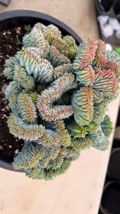 Top view of a Crested Blue Candle Cactus showing dense folded crest lobes with coral new growth