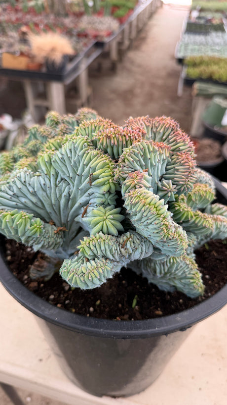 Crested Blue Candle Cactus with blue farina and coral pink growing edges along the crest