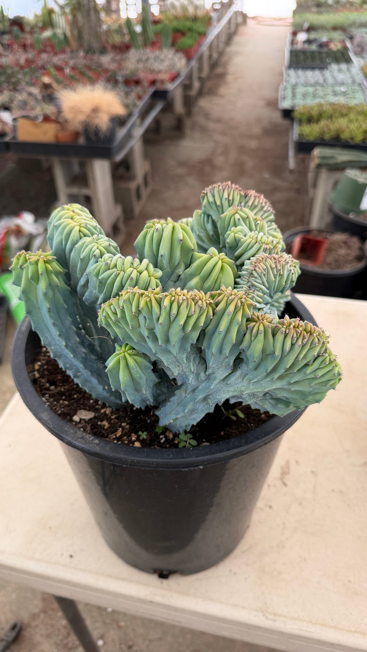 Crested Blue Candle Cactus in a black nursery pot, side view of the folded blue crest