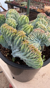 Close view of Myrtillocactus geometrizans crest lobes showing blue farina and coral tips