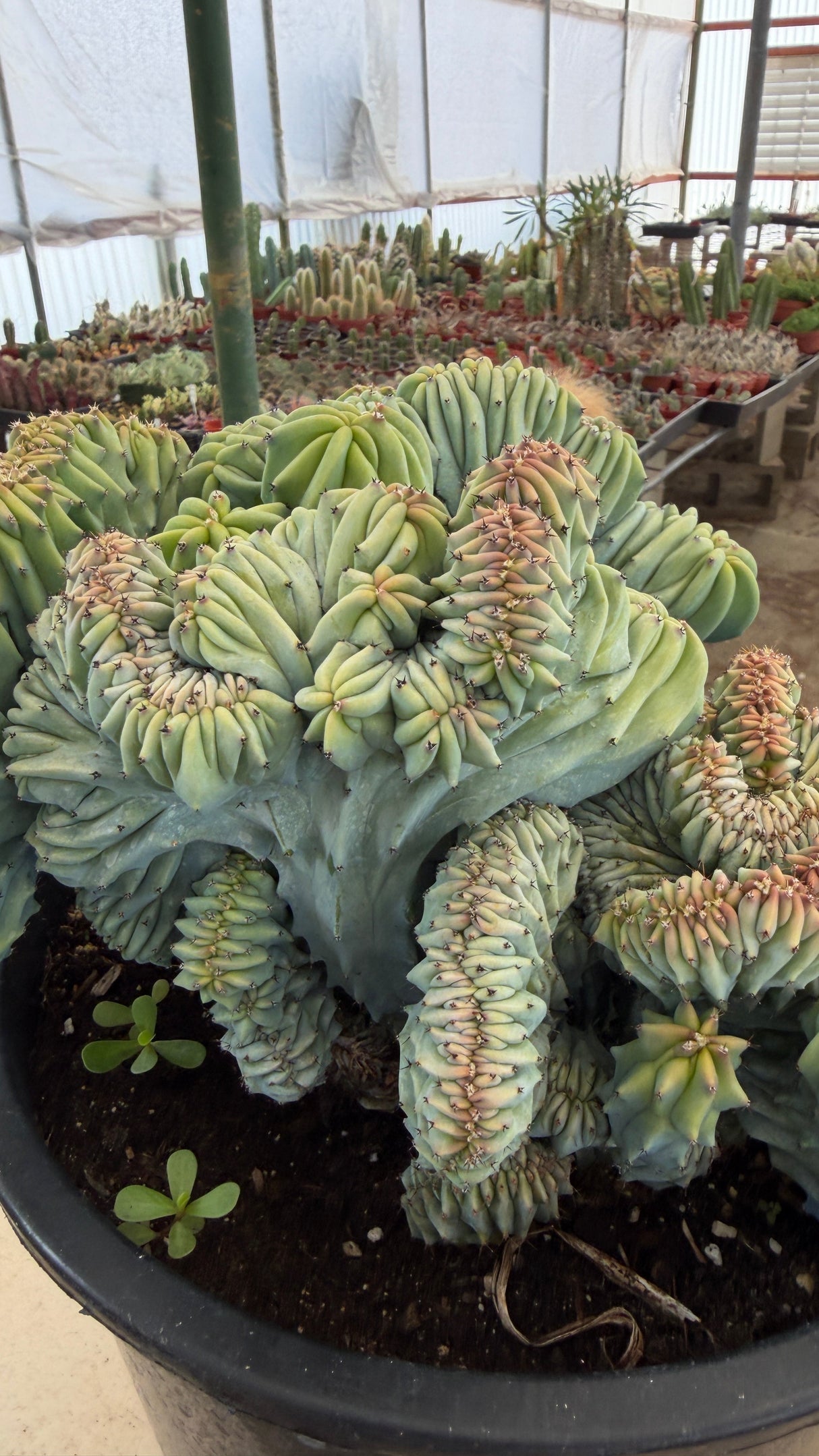 Crested Blue Candle Cactus (Myrtillocactus geometrizans f. cristata) growing in the greenhouse