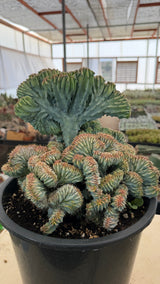 Crested Blue Candle Cactus specimen with a lifted blue fan rising above a dense crest mass