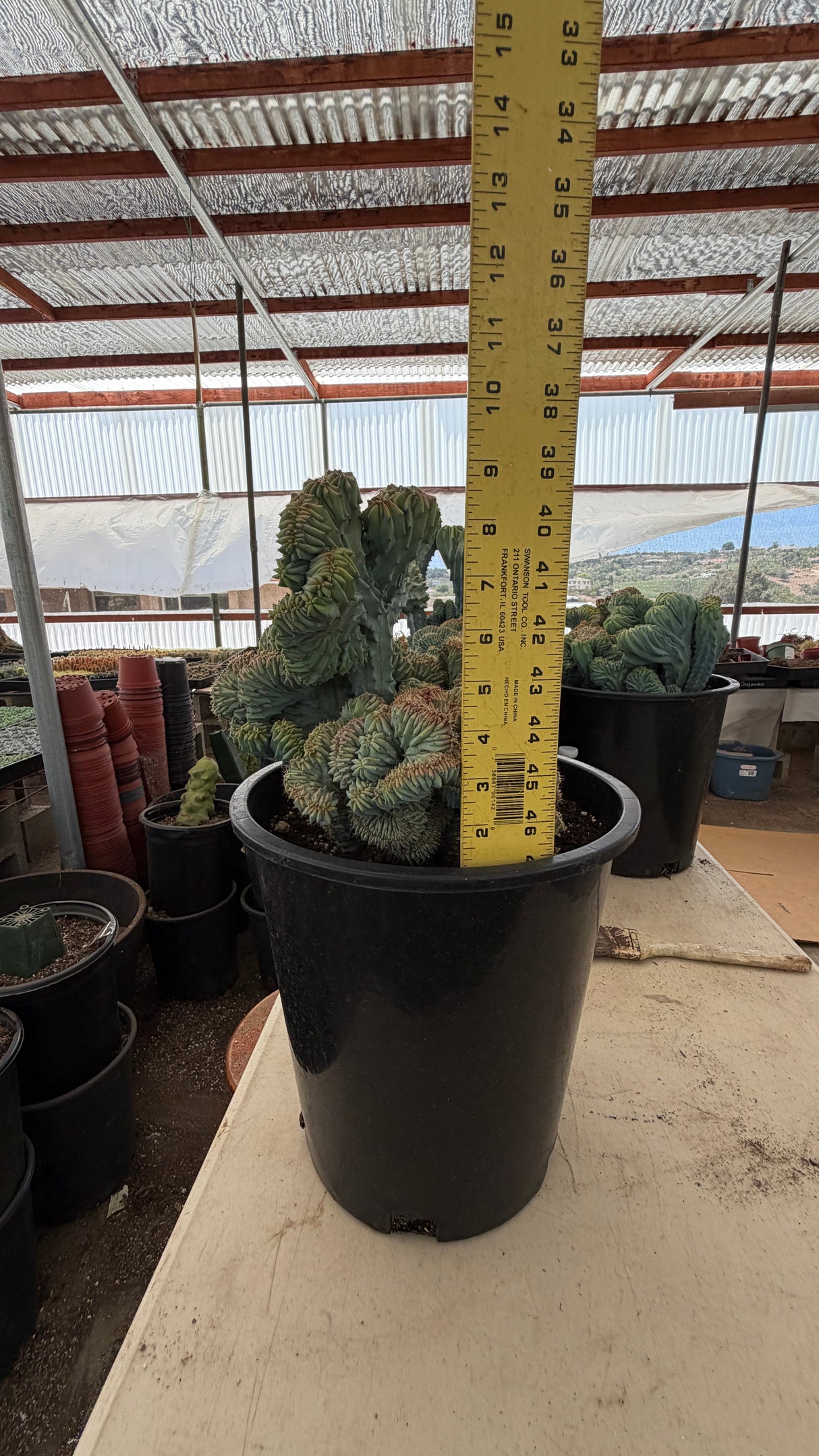 Crested Blue Candle Cactus specimen measured against a ruler in its nursery pot