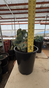 Crested Blue Candle Cactus specimen measured against a ruler in its nursery pot