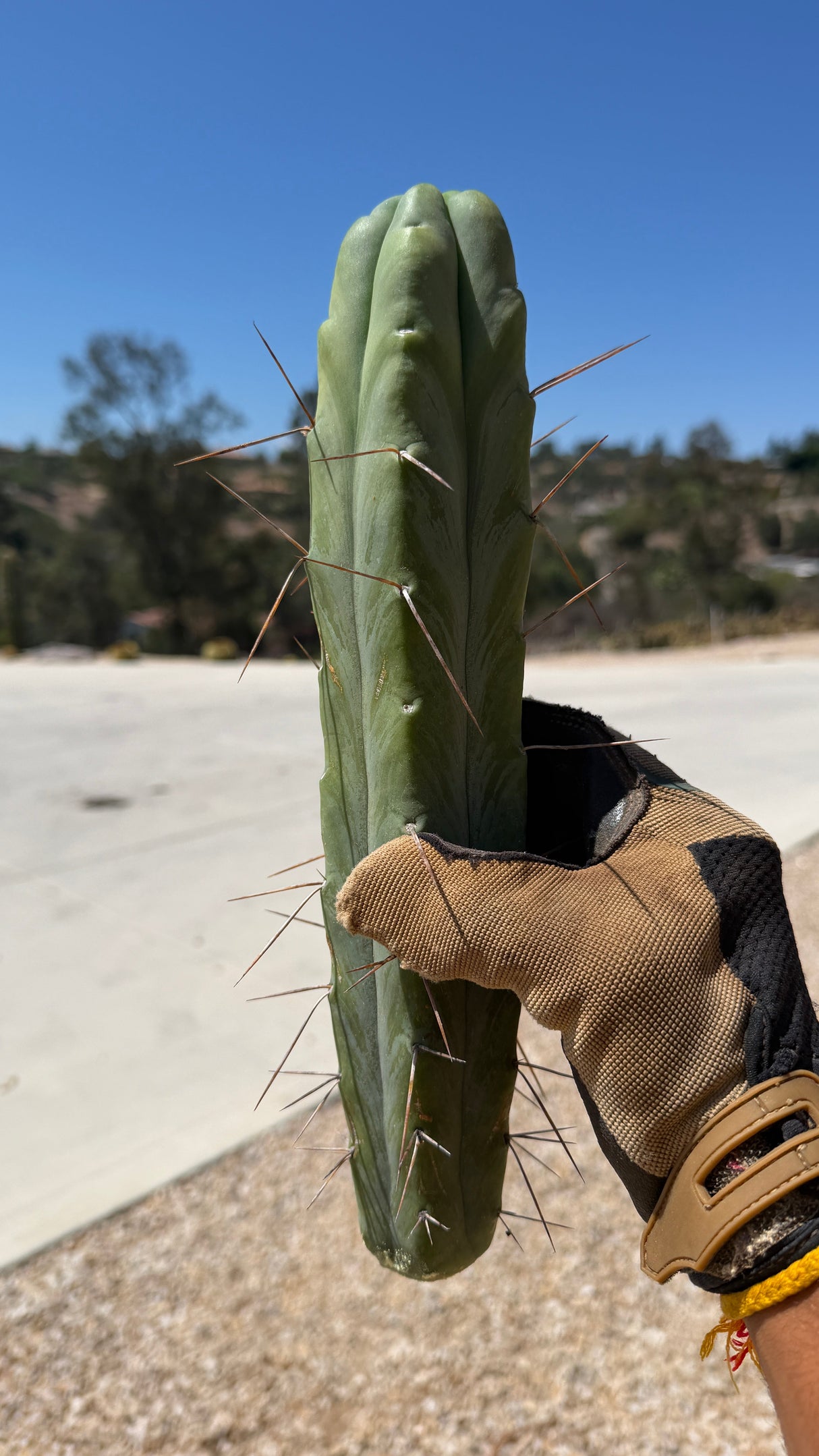 Trichocereus bridgesii Bolivian Torch cutting with smooth blue-green skin and long honey-brown spines