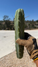 Trichocereus bridgesii Bolivian Torch cutting with smooth blue-green skin and long honey-brown spines