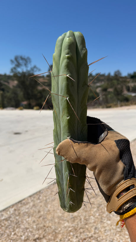 Trichocereus bridgesii Bolivian Torch cutting with smooth blue-green skin and long honey-brown spines